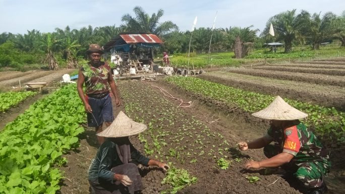 Wujudkan Program Pemerintah dalam Ketahanan Pangan Babinsa Bantu Petani Rawat Tanaman Sawi