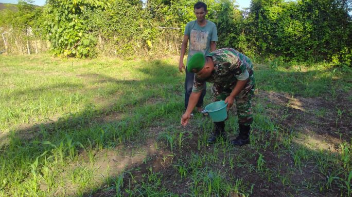 Babinsa Korami Mila Bantu Petani Desa Binaannya Beri Pupuk Tanaman Jagung