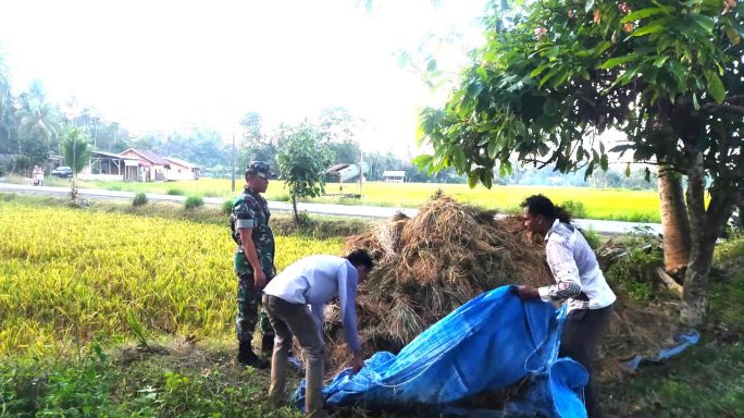 Bantu Petani Panen Padi, Serma Bobi JD Babinsa Koramil 17/Idi Tunong Terjun Ke Sawah