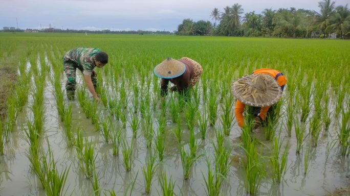 Babinsa Koramil 08/Gandapura Bantu Petani Cabut Rumput Pengganggu Tanaman Padi