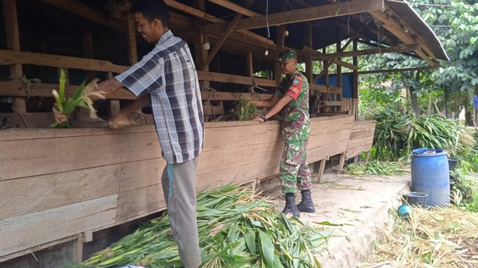 Berikan Motivasi Kerja,Babinsa Meurah Dua Komsos Bersama Peternak Sapi