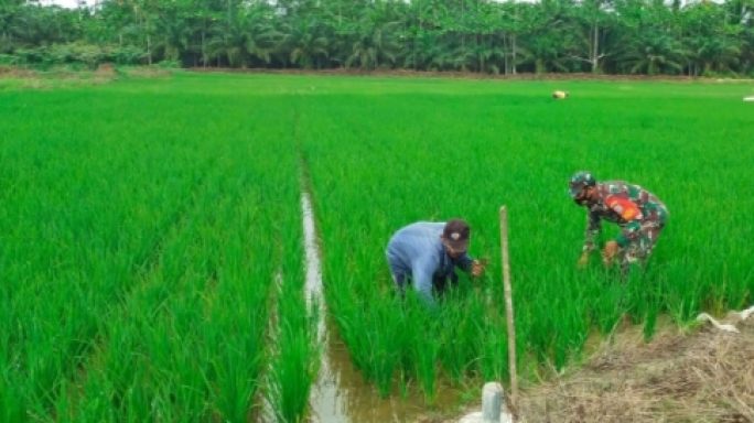 Kompak, Sertu Jefri Dan Petani Cabut Gulma Padi Sawah