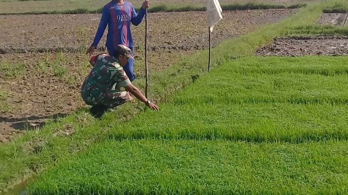 Tingkatkan Hasil Pertanian, Babinsa Koramil 04/Plk Komsos Sekaligus Beri Masukkan Petani Desa Binaan