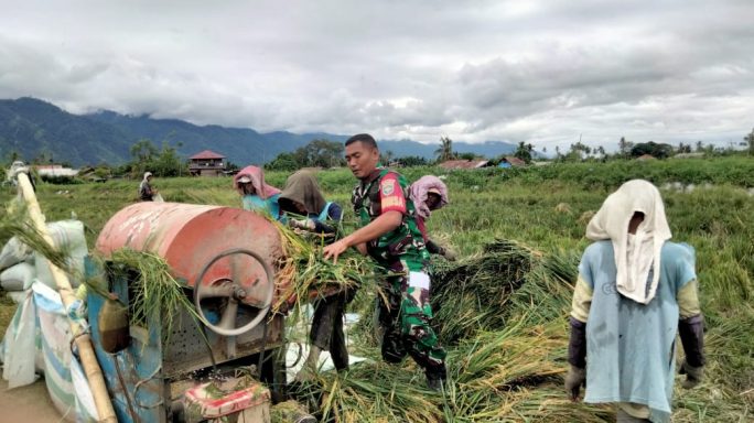 Dukung Swasembada Pangan Babinsa Bantu Petani Panen Padi