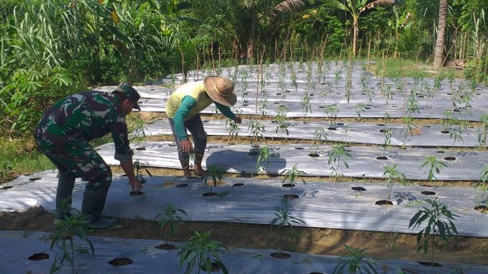 Serda Agus Suratno Babinsa Koramil 04/Plk Bersama Petani Pantau Pertumbuhan Tanaman Cabe