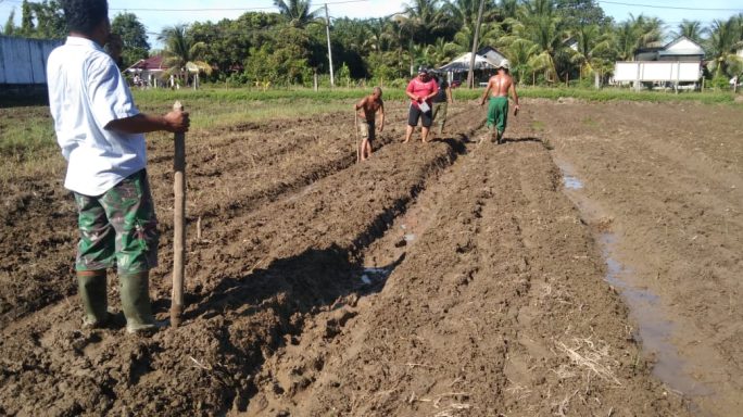 Jagung Di Lahan Kodim 0105/Abar Telah Berusia 2 Minggu, Tim Satgas Melakukan Perawatan Dan Pemeliharaan