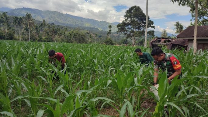 Dukung Swasembada Pangan Babinsa Dampingi Petani Pupuk Jagung