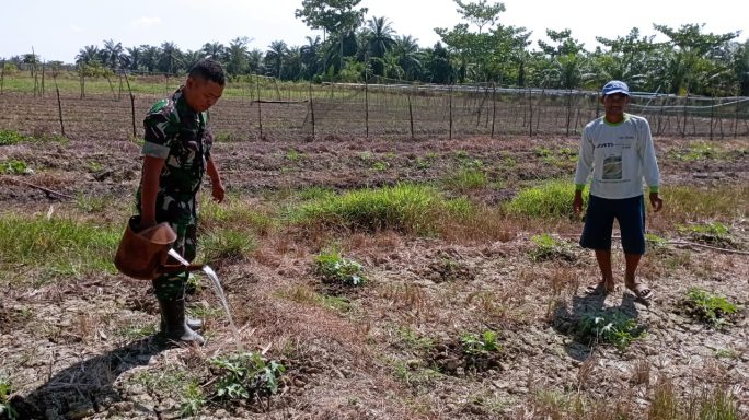 Babinsa Koramil 03/Seruway Dampingi Petani Rawat Tanaman Semangka