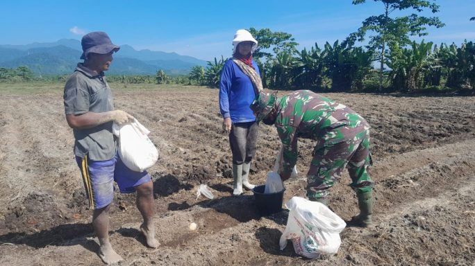Percepat Proses Penyiapan Lahan, Babinsa Dampingi Petani Bantu Pemupukan Lahan