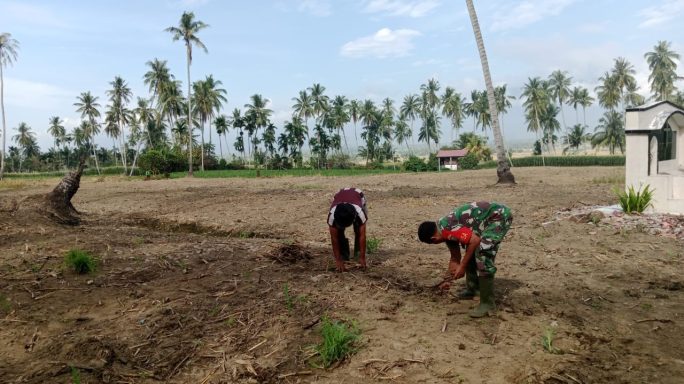 Dukung Swasembada Pangan Babinsa Dampingi Petani Olah Lahan Yang Akan Ditanami Jagung