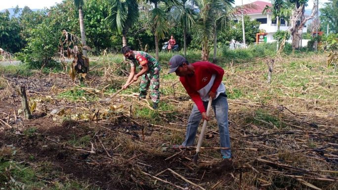 Babinsa Posramil Lawe Bulan Bantu Petani Bersihkan Lahan Yang Akan ditanami Jagung