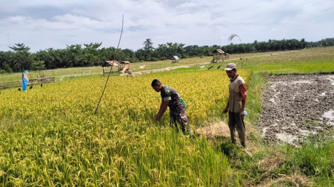Babinsa 03/Seruway Dan Petani Cek Padi Yang Siap Panen