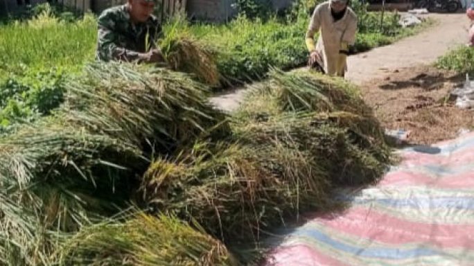Sertu Hermanto Nasution Bantu Petani Angkat Padi Hasil Panen