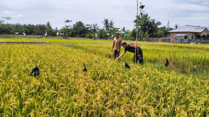 Babinsa Turun Kesawah Bantu Petani Usir Hama Burung