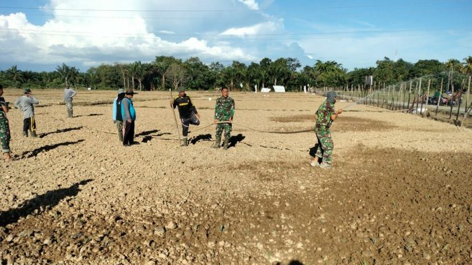 Tim Satgas I’M Jagong Kodim 0105/Abar Siram Tanaman Jagung Saban Hari