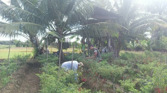 Babinsa Koramil 04/Meureubo Bantu Petani Panen Cabai Merah Sebagai Wujud Nyata Ciptakan Kesejahteraan