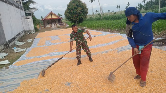 Wujudkan Hanpangan Babinsa Dampingi Petani Jemur Jagung Siap Di Rontok