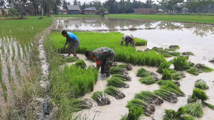 Babinsa Koramil 03/Seruway Bantu Petani Cabut Bibit Padi Siap Tanam