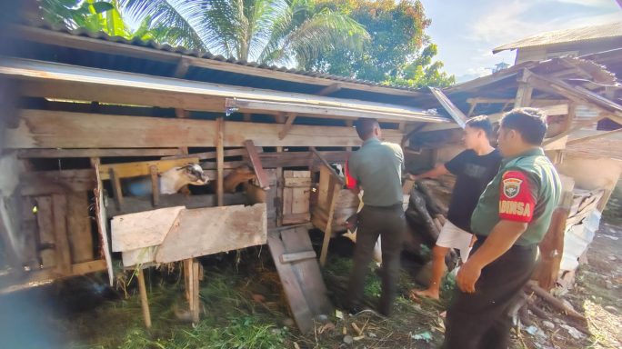 Pantau Perkembangan Ternak Warga Desa Binaan Babinsa Beri Pakan