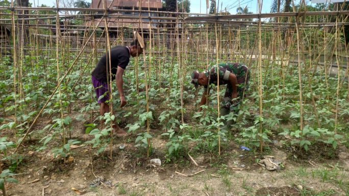 Babinsa Dampingi Petani Bersihkan Gulma Tanaman Sayuran Kacang Panjang
