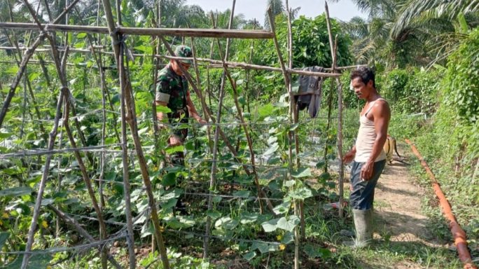 Pendampingan Petani Timun, Babinsa Koramil 12/Sry Sekaligus Beri Arahan Dan Motivasi