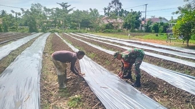 Serka Abdul hakim Koramil 20/Pb Dengan Semangat Membatu Warga Memasang Mulsa/Platik Milik Warga Desa Binaan