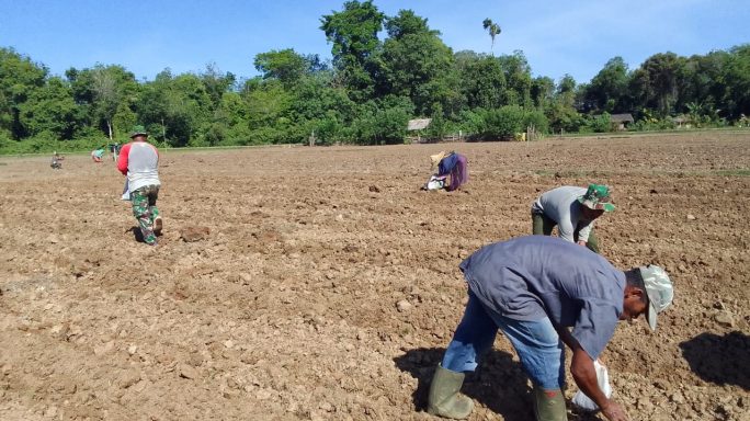 Tim Satgas I’M Jagong Kodim 0105/Abar Gunakan Pupuk Jenis Urea dan Phonska Plus