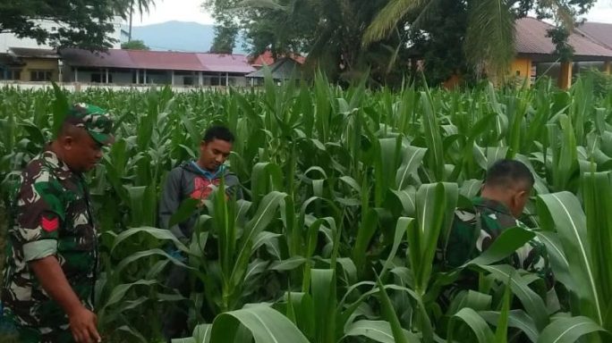 Babinsa Mila Bantu Petani Merawat Jagung Guna terwujudnya Ketahanan Pangan di wilayah Binaannya