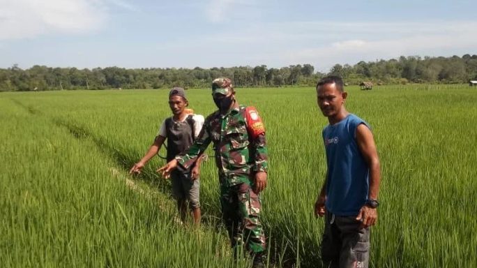 Babinsa Posramil 05/Pante Ceureumen Cek Perkembangan Padi Pastikan Tidak Di Serang Hama