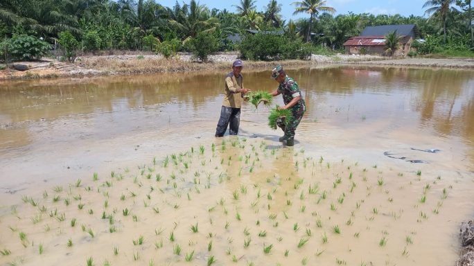 Percepat Masa Tanam, Babinsa Koramil 03/Seruway Dampingi Dan Bantu Petani Menanam Padi