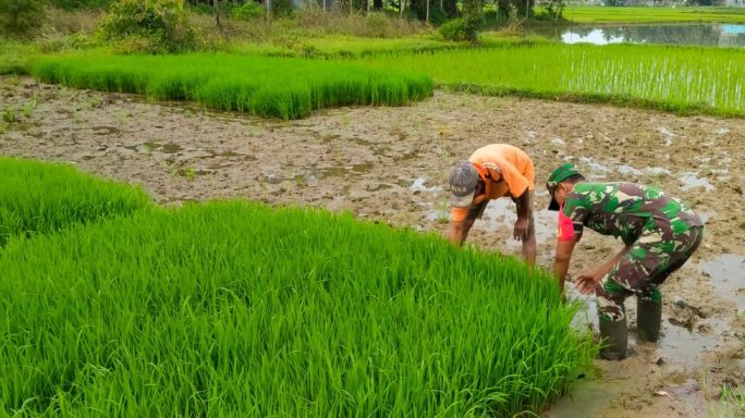 Pantau Bibit Padi Siap Tanam, Babinsa Idi Rayeuk Turun Kesawah Sambangi Petani