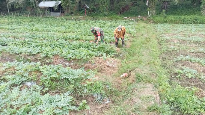 Bantu Petani Semangka,Serda Suherman Mustafa Babinsa Koramil 05/Idr Terjun Lapangan Demi Warga