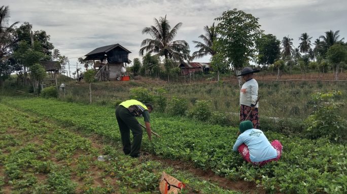 Tingkatkan Ketahanan Pangan, Babinsa Bantu Petani Rawan Tanaman Kacang Tanah