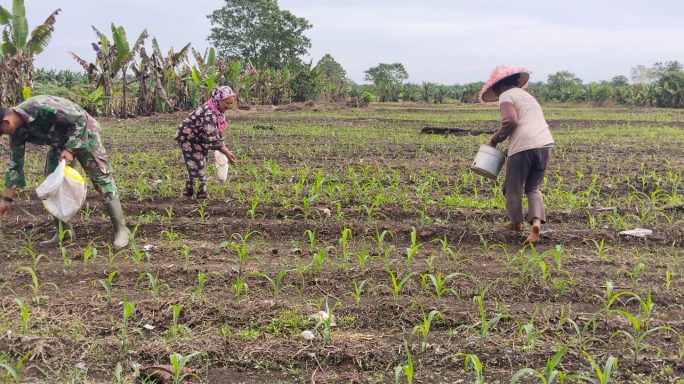 Babinsa Pos Ramil Tenggulun Dampingi Petani Memupuk Tanaman Jagung