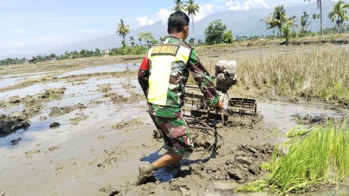 Ringankan Pekerjaan Petani Babinsa Turun Kelapangan Bajak Sawah