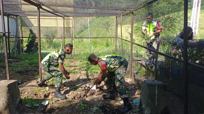 Dalam rangka sukseskan Pertanian Babinsa Bantu Angkat Bibit Cabe Yang Akan di Tanam