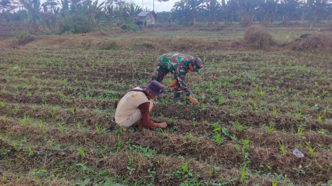 Sertu Sugeng Pujianto Dampingi Petani Cek Pertumbuhan Tanaman Jagung