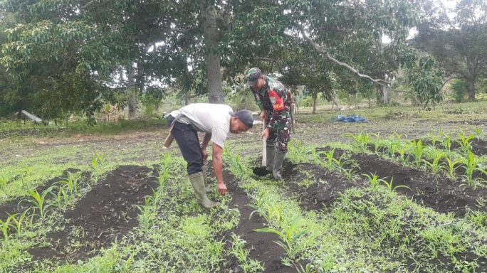 Jaga Pertumbuhan Tanaman Jagung, Babinsa Bantu Bersihkan Rumput