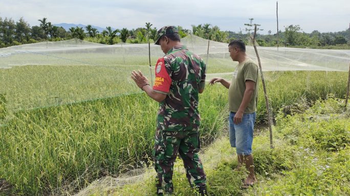 Dukung Pertanian Masayarakat, Babinsa Posramil 05/PC Dampingi Petani Cek Tanaman Padi Di Sawah