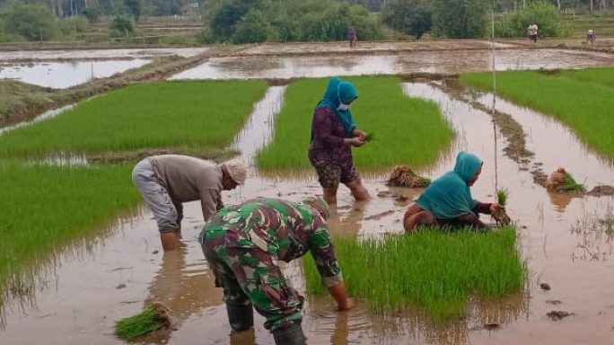 Manunggal Dengan Rakyat, Koptu Darmawan Tanpa Pamrih Bantu Petani Cabut Benih Padi Di Sawah