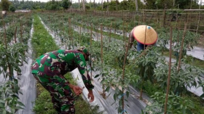 Babinsa Koramil 05/Thu Dampingi Petani Merawat Tanaman Cabe