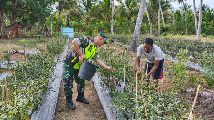 Tingkatan Ketahanan Pangan, Babinsa Bantu Petani Panen Cabe Di Desa Binan