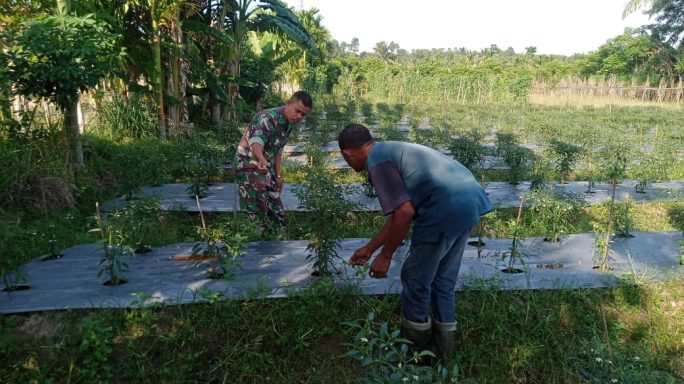 Jalin Silahturahmi, Babinsa Koramil 05/Idr Komsos Dengan Petani Cabe Sekaligus Beri Motivasi
