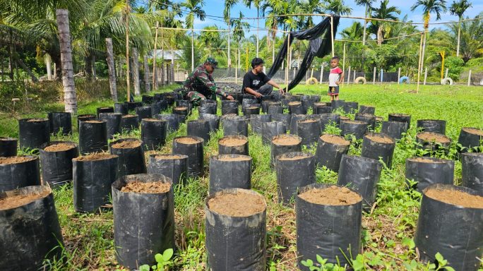 Tingkatkan Perekonomian, Babinsa Kluet Timur Bantu Pemuda Lalukan Pengembangan Pembibitan Sawit