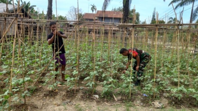 Dengan Semangat Serda Khaidir Bantu Petani Bersihkan Gulma Pada Tanaman Kacang Panjang