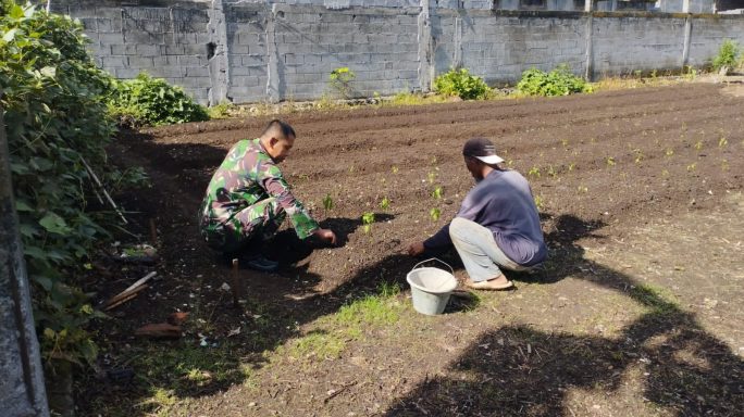 Wujudkan Ketahanan Pangan, Babinsa Dampingi Petani Menanam Cabe