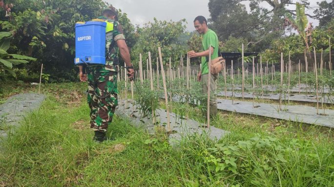 Babinsa Bantu Warga Semprot Hama Tanaman Cabe