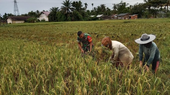 Dengan Penuh Semangat, Babinsa Koramil 15/Plkb Bantu Petani Panen Padi Dengan Alat Arit