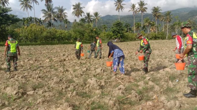 Terus Pantau Tanaman Jagung Program IM Jagong, Babinsa Dan PokTan Beri Pupuk Pertama
