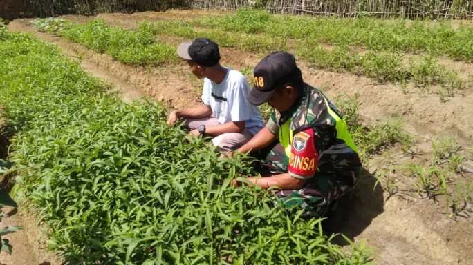 Babinsa Dampingi Warga Binaaan Merawat Sayur Kangkung